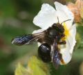 Andrena morio